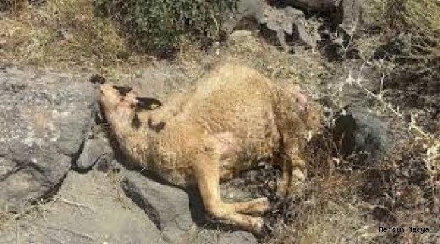 ERZİNCAN'DA KURT VE AYI ’’SÜRÜ’ YE DALDI 25 KUZU TELEF OLDU’’