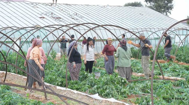 BOZYAZI'DA HORTUM’DA  ZARARI GÖREN ÇİFTÇİLERİN SERALARI İNCELEDİ,