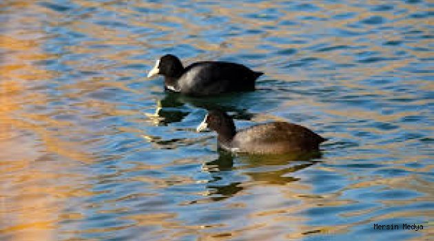 EKŞİSU SAZLIĞI, 149 KUŞ TÜRÜNÜ AĞILADI