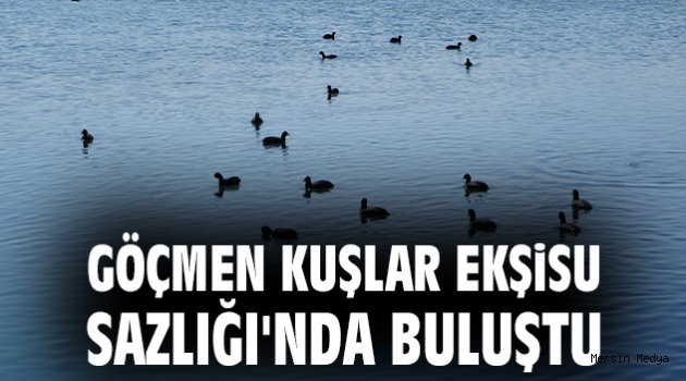 EKŞİSU SAZLIĞI KUŞLARIN GÖÇMEN KUŞLARIN GÜVENCESİ YÜZLERCE TÜRÜN BARINAĞI