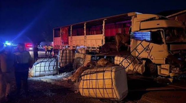 ERZİNCAN- KOÇYATAĞI MEVKİSİNDE İKİ TIR ÇARPIŞTI: BÜYÜKBAŞ HAYVANLAR TELEF OLDU