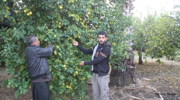 MERSİN’DE  LİMON HASADI  DEVAM EDİYOR