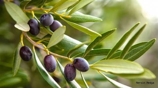 MUT’TA ZEYTİN DALLARI DOLDU SON 10 YILIN EN YÜKSEK REKOLTESİNİN