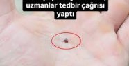 UZMANLARDAN  KENE TEDBİR ÇAĞRISI YAPTI